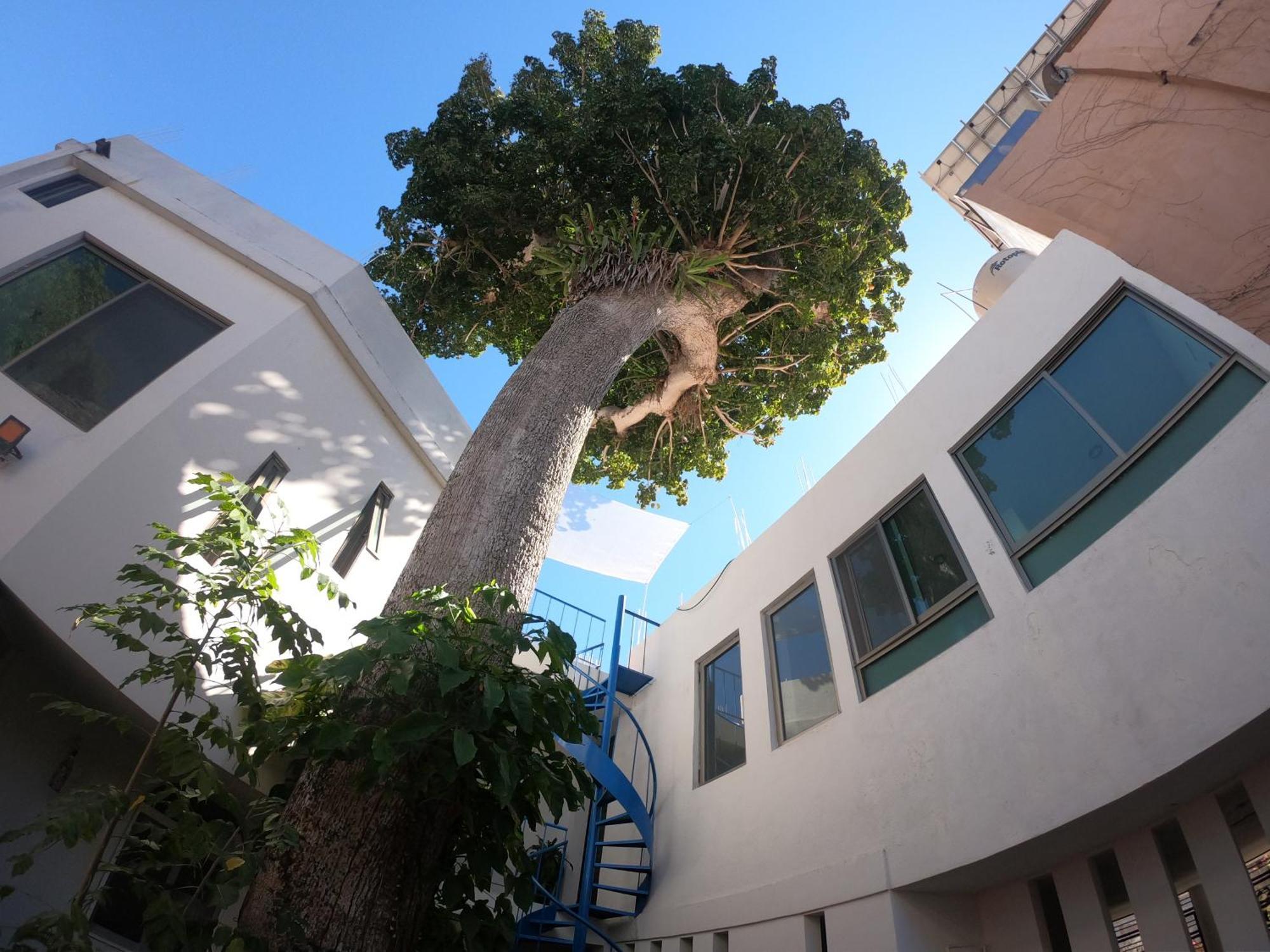 Casa Arbol De Paz Habitacion Doble Chacala  Ngoại thất bức ảnh